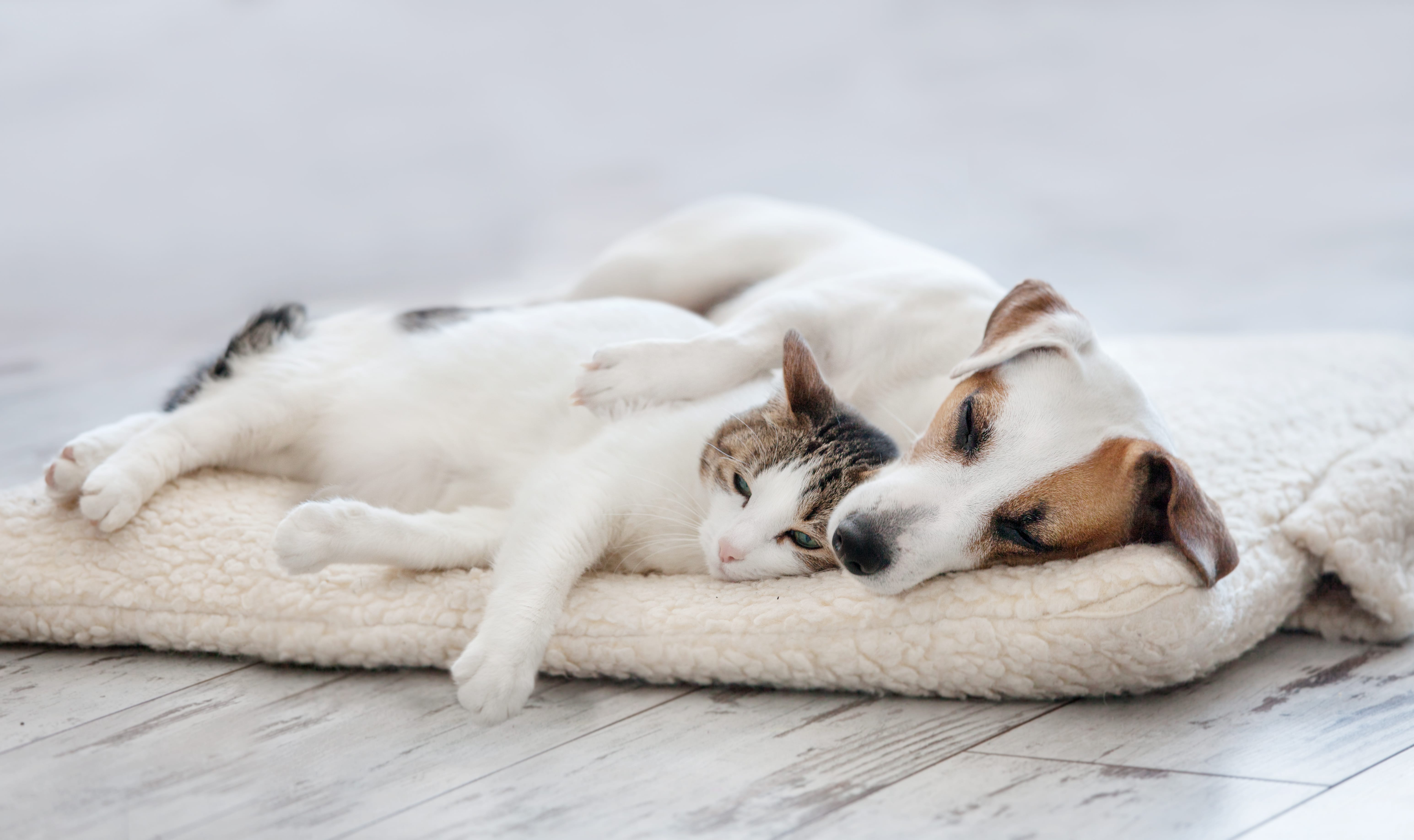 Pros and Cons of Allowing Pets in Your Lynchburg, VA Rental Property